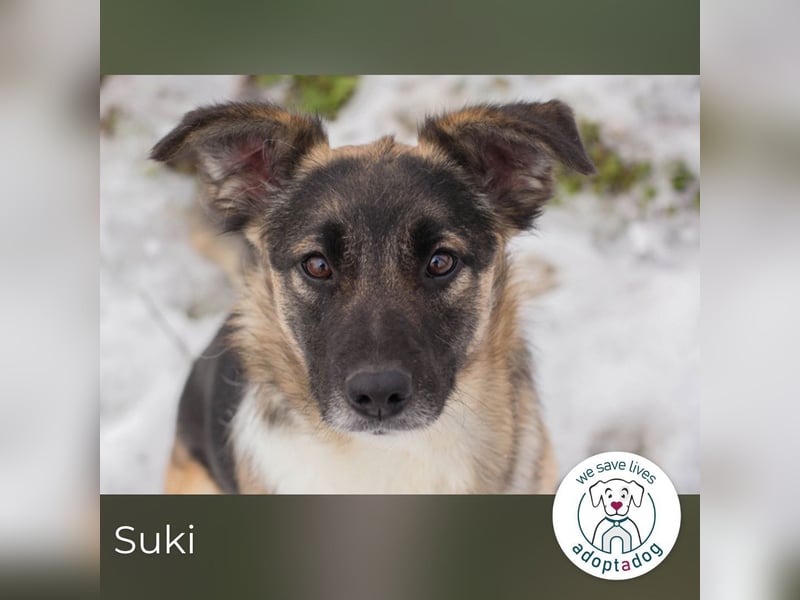 Suki- Schäfermix sucht ein Zuhause