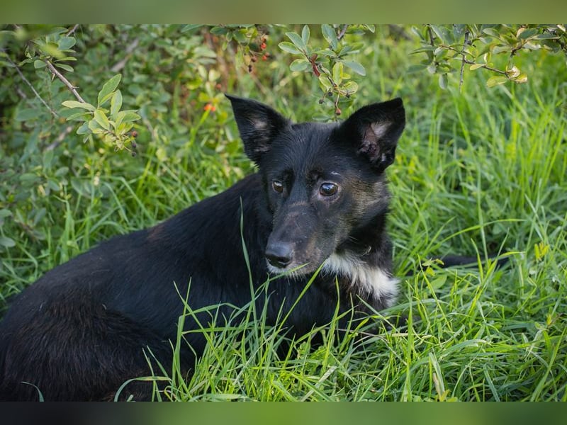 Rosie: sucht ein Zuhause