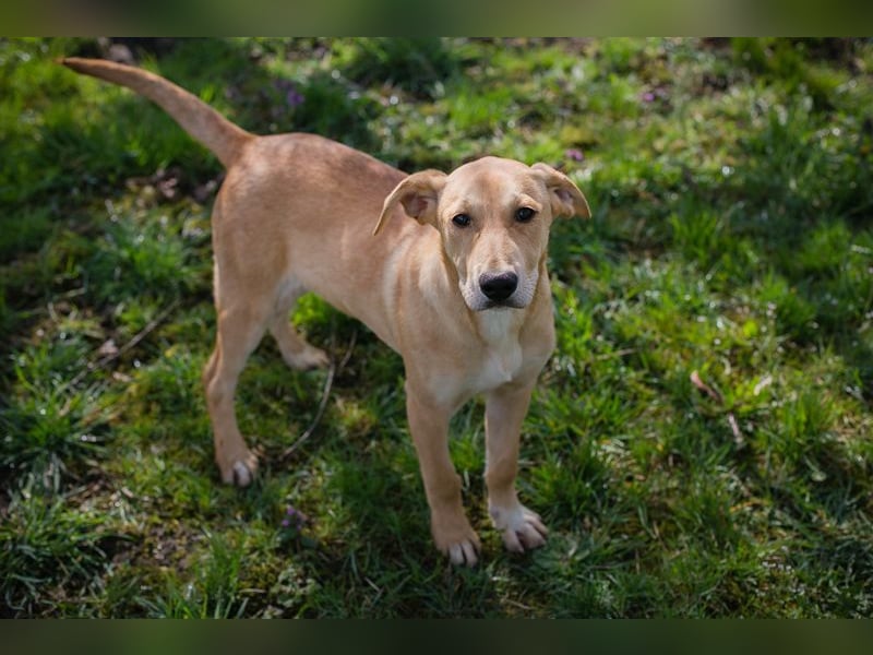 Chip 271243 sucht ein Zuhause