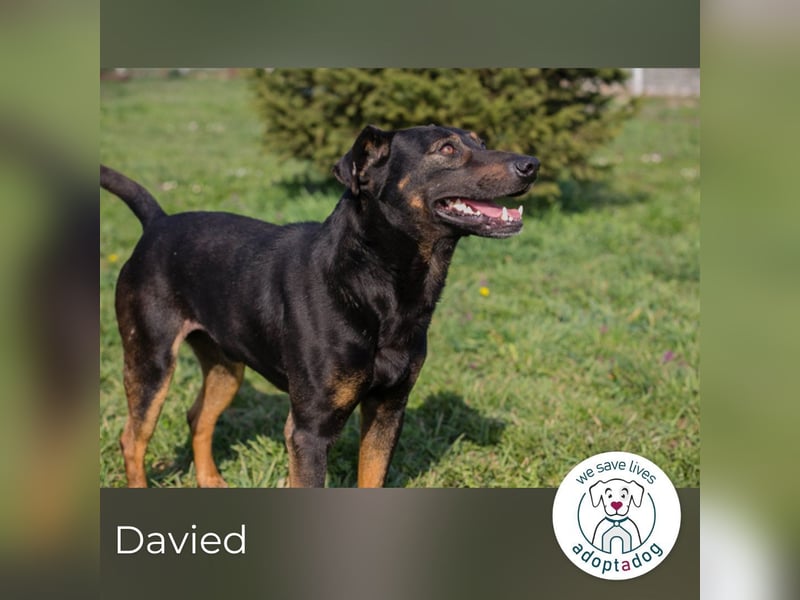 Davied 271505 sucht ein zu Hause