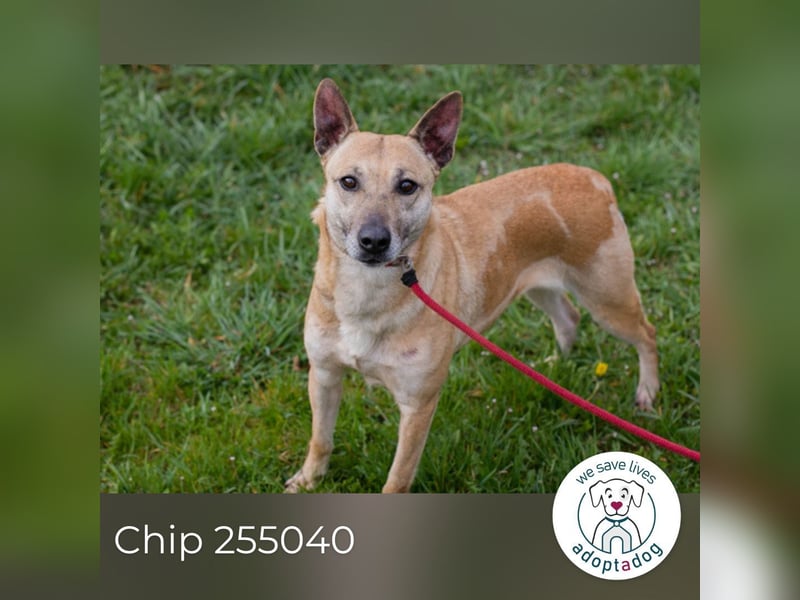 Chip 255040 sucht ein Zuhause