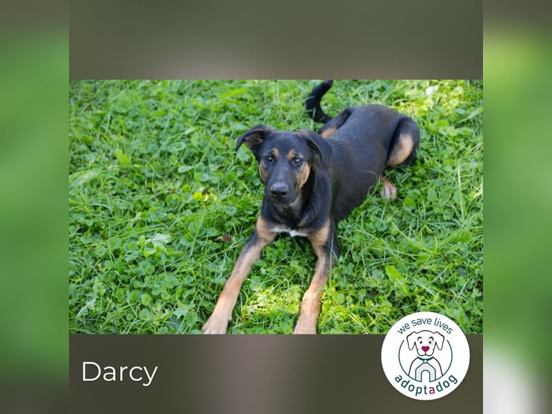 Darcy – Sensible Seele auf der Suche nach Lieblingsmenschen