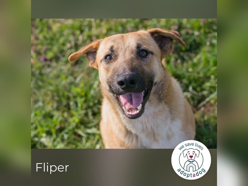 Fliper sucht ein Zuhause