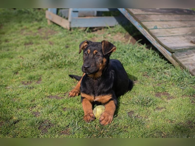 Chip 256225 sucht ein Zuhause