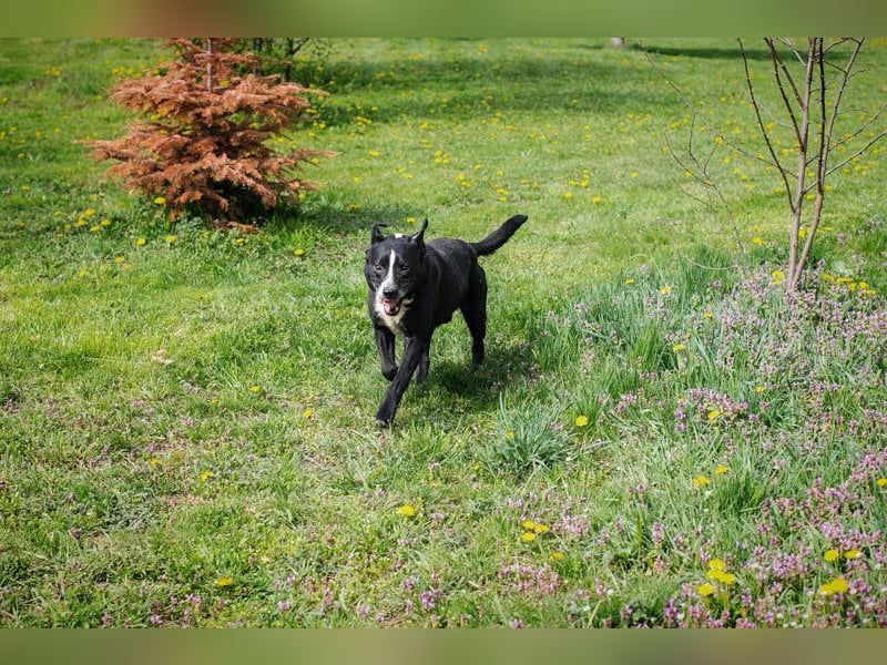 Sherlock: Ungebrochene Lebensfreude