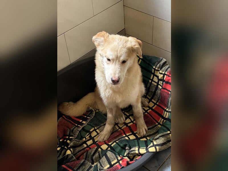 Viola sucht ein Zuhause