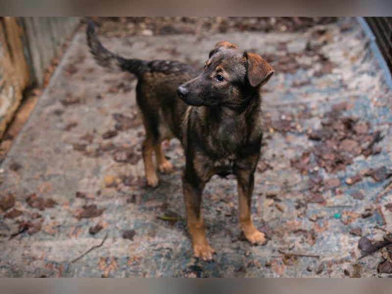 Duke: Jung und lebensfroh