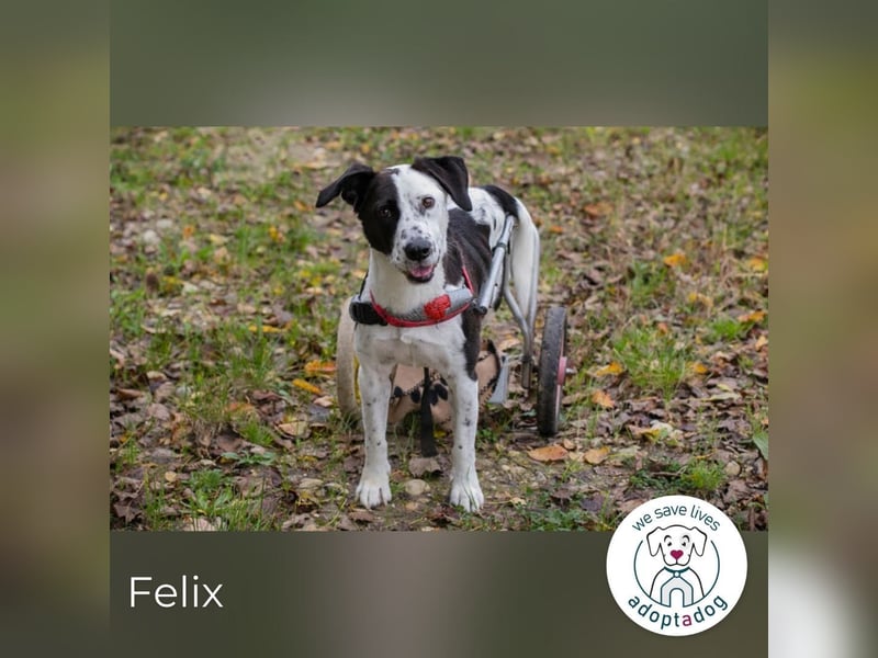 Felix: Traumhund mit Handicap