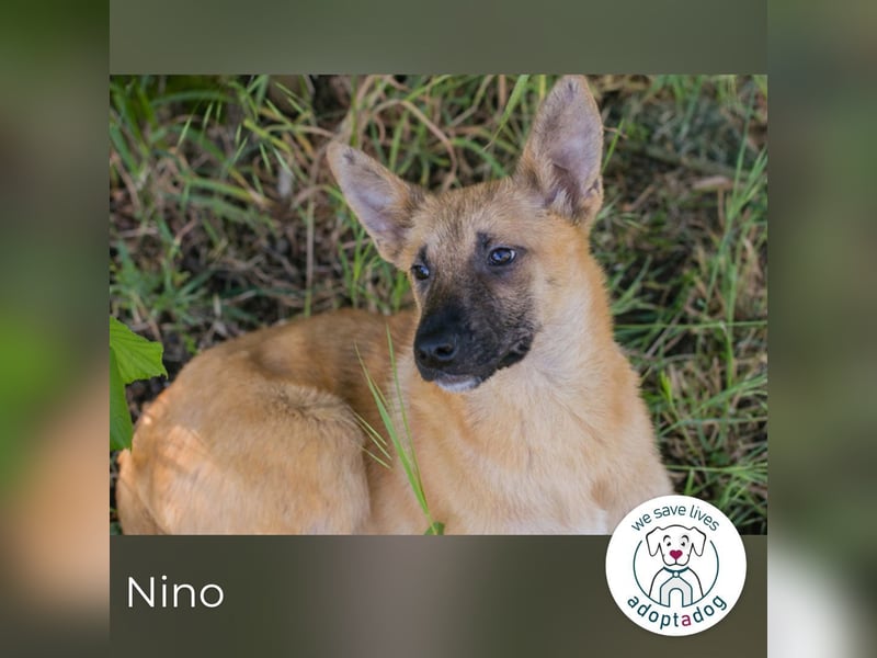 Nino 252270 sucht ein zu Hause