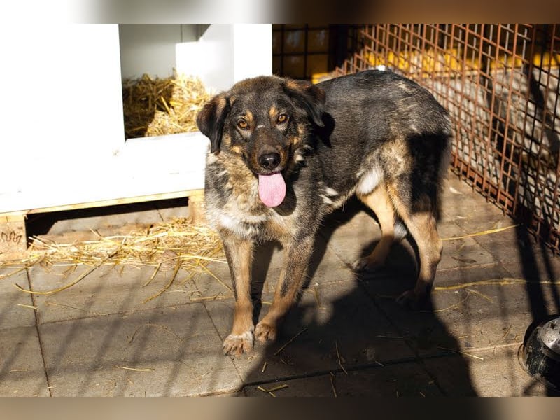 Joschi: Vertrauen durch Geduld