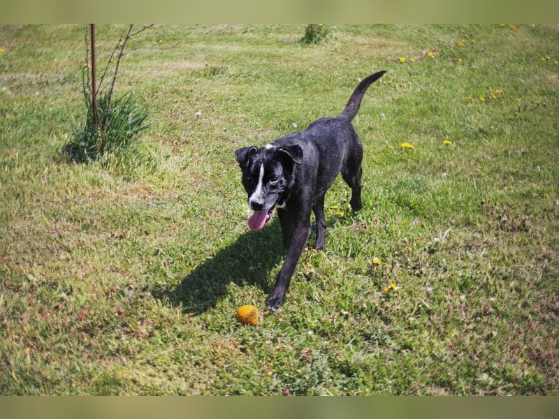 Sherlock: Ungebrochene Lebensfreude