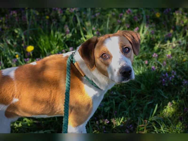 Mogli sucht ein Zuhause