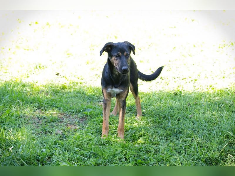 Darcy – Sensible Seele auf der Suche nach Lieblingsmenschen