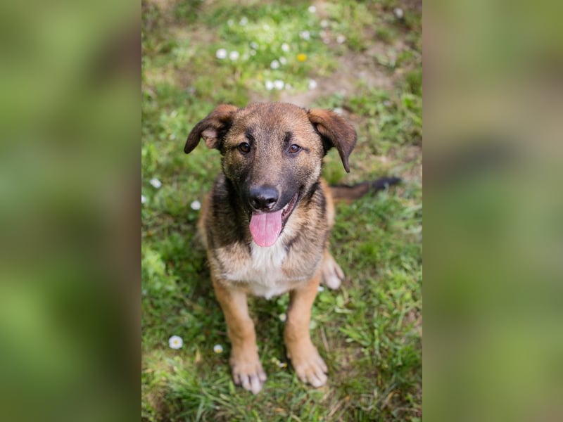 Chip 267512 sucht ein Zuhause