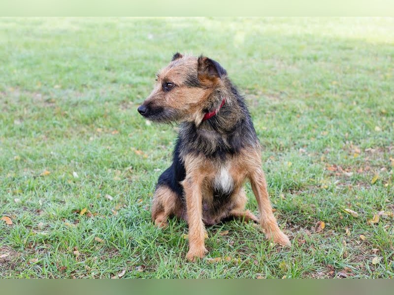 Nola sucht ein zu Hause