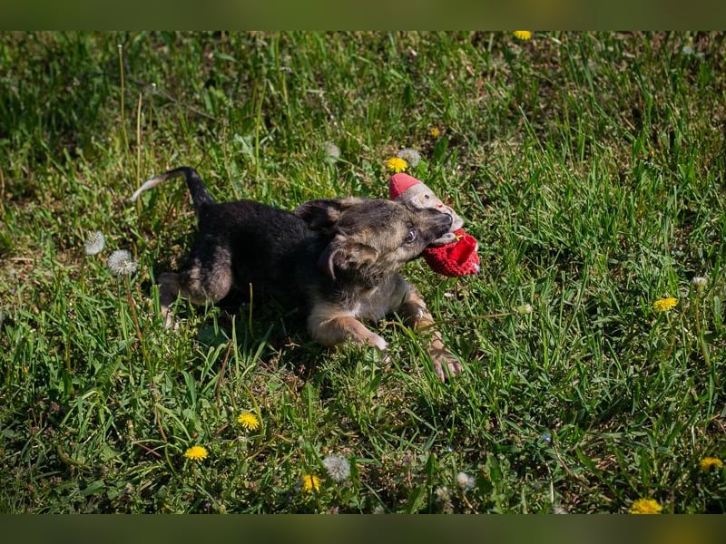 Chip 257991 sucht ein Zuhause