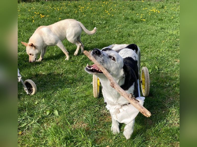 Felix: Traumhund mit Handicap