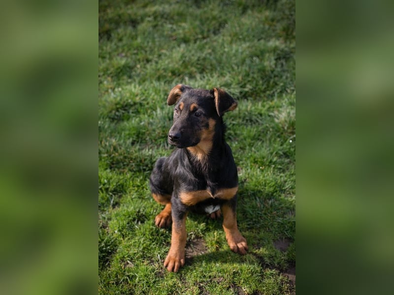 Chip 256225 sucht ein Zuhause