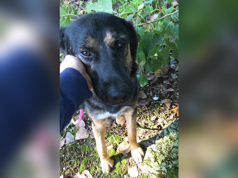 Darcy – Sensible Seele auf der Suche nach Lieblingsmenschen