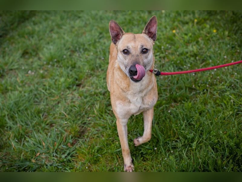 Chip 255040 sucht ein Zuhause