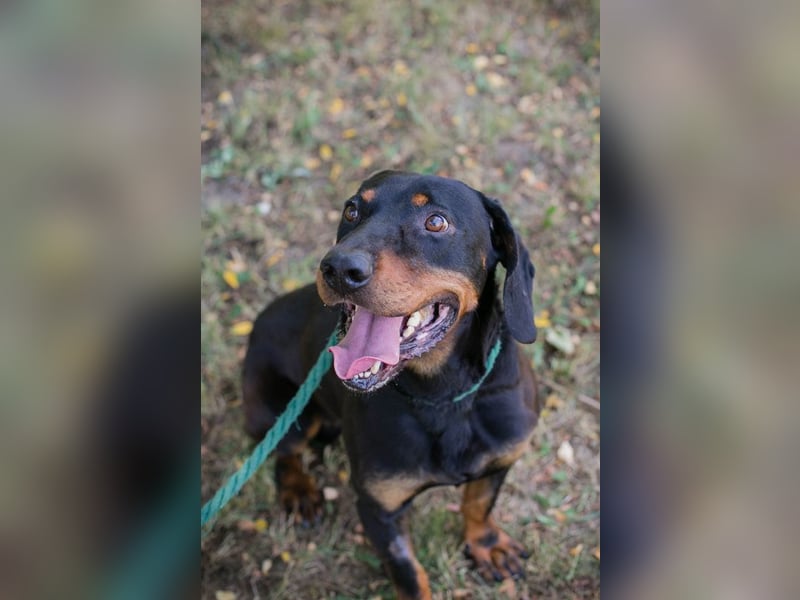 Chip 2217375 sucht ein Zuhause