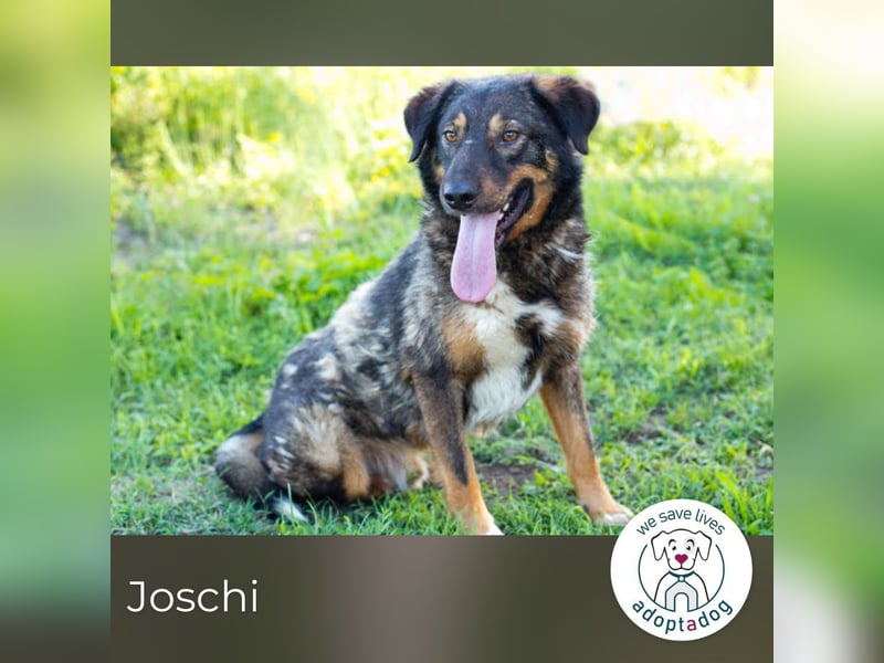 Joschi: Vertrauen durch Geduld