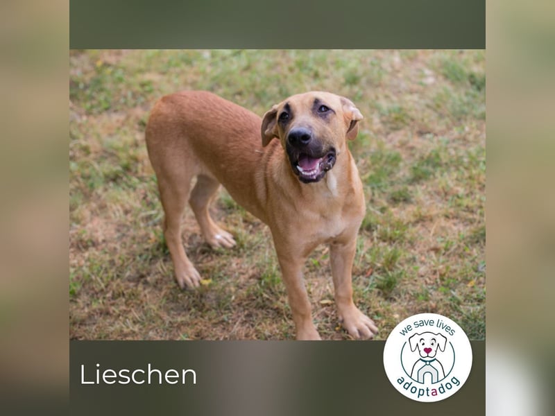Lieschen sucht ein Zuhause