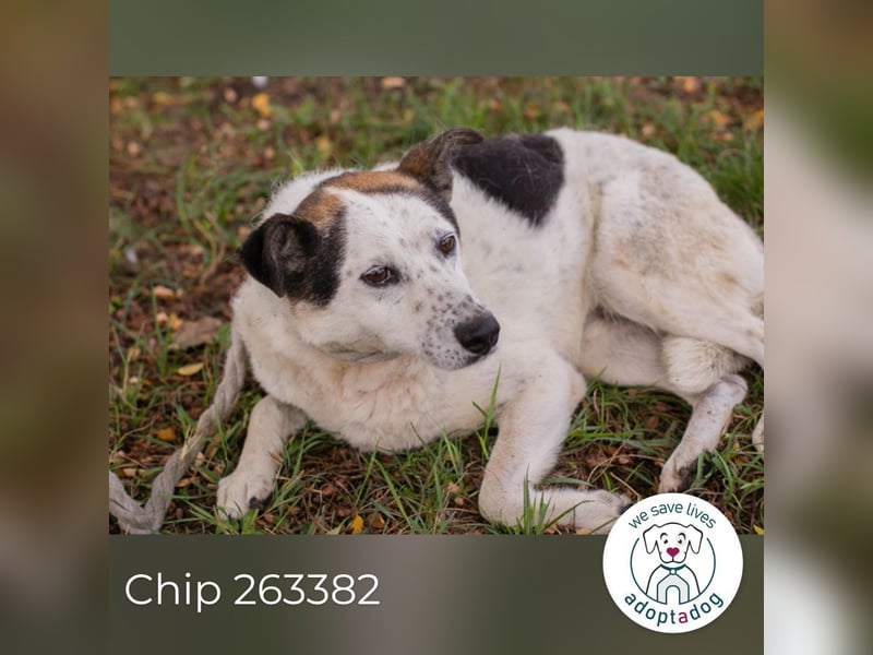 Chip 263382 sucht ein Zuhause