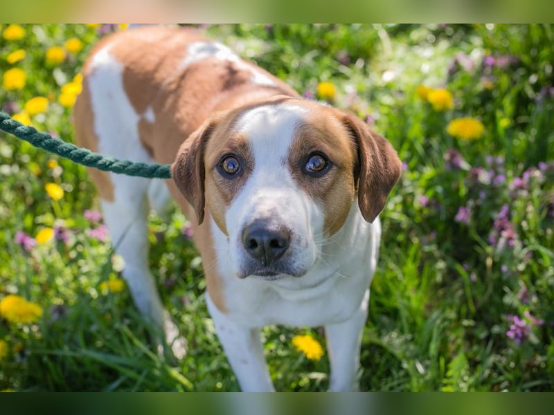 Mogli sucht ein Zuhause