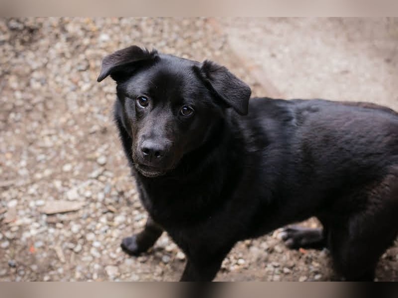 Gitta: Lebensfreude auf vier Pfoten