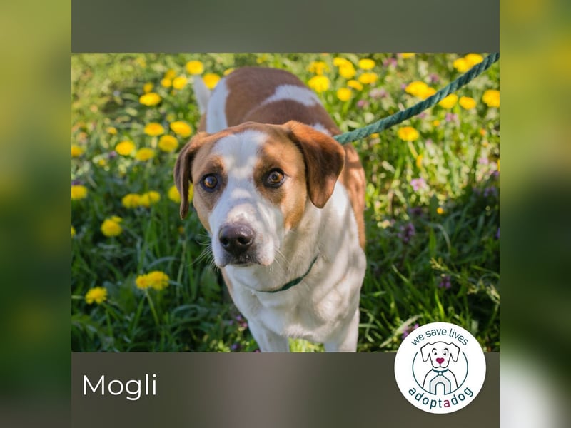 Mogli sucht ein Zuhause