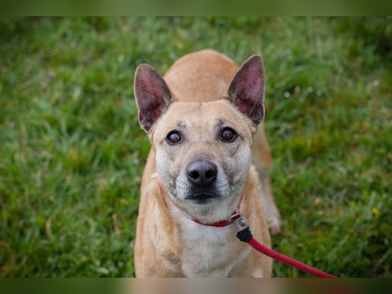 Chip 255040 sucht ein Zuhause