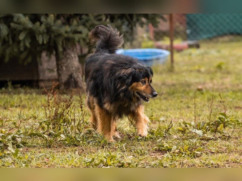 Lennox: treuer Begleiter sucht Familie