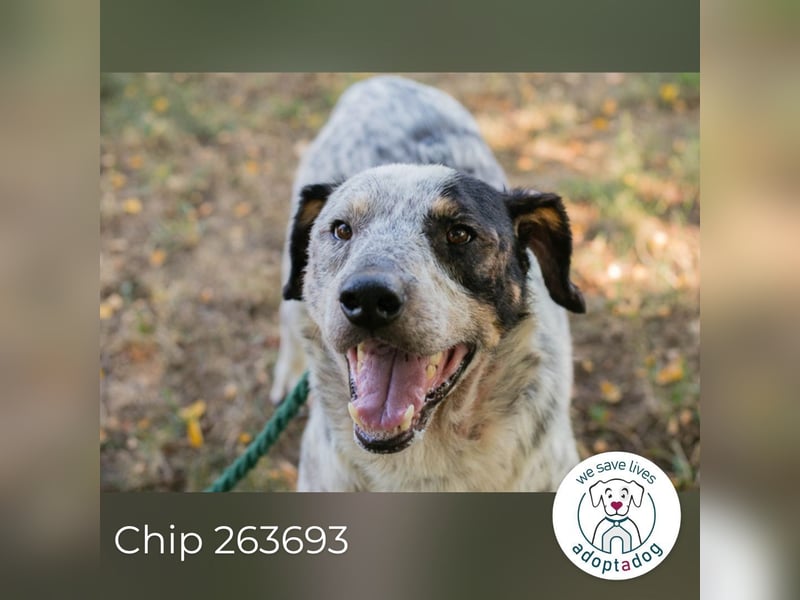 Chip 263693 sucht ein Zuhause