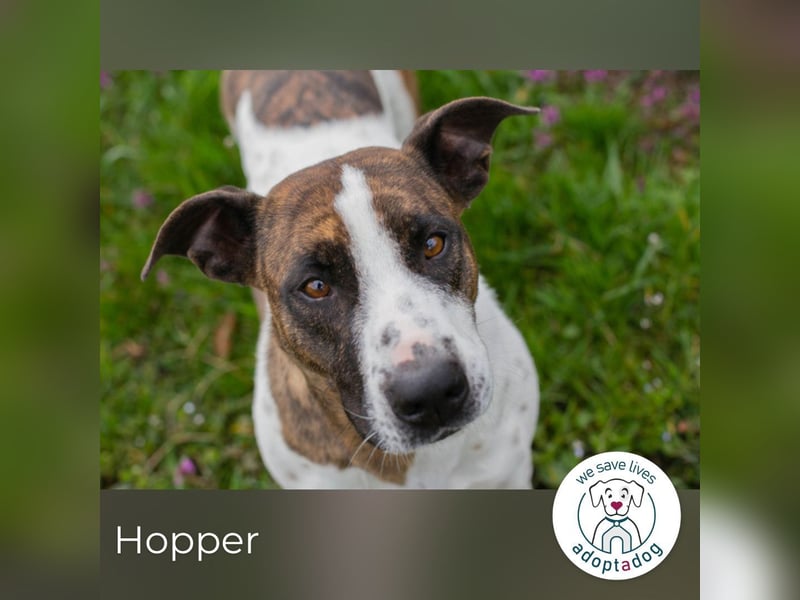 Hopper 171595 sucht ein zu Hause