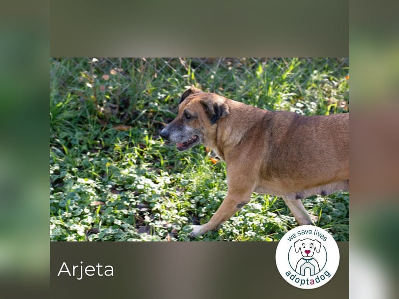 Arjeta: Treue Begleiterin an deiner Seite