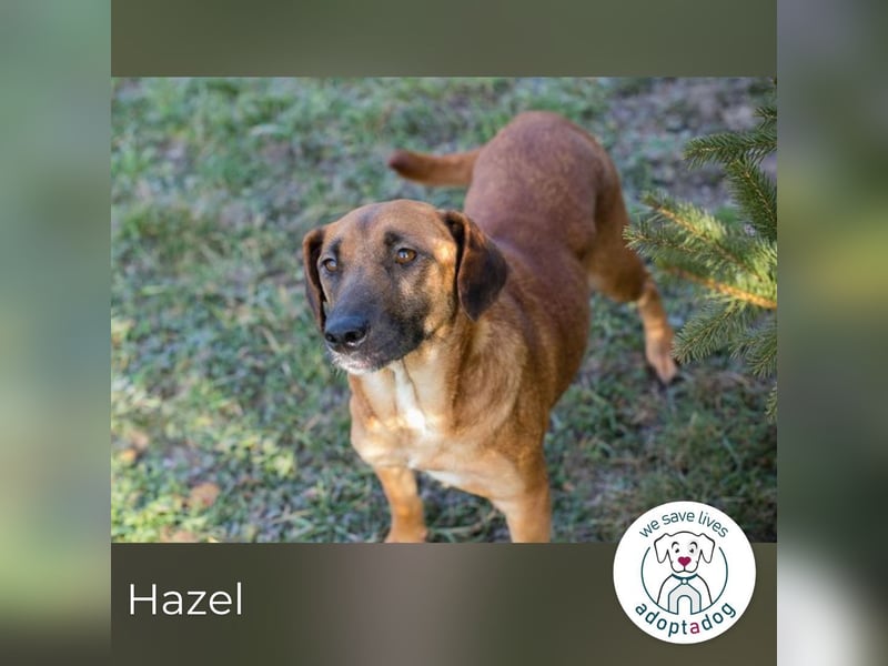 Hazel 258207 sucht ein zu Hause