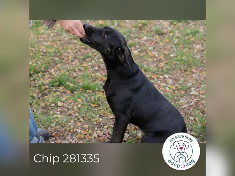 Chip 281335 sucht ein zu Hause
