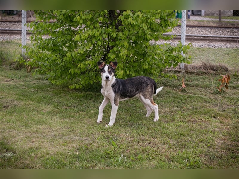 Jim: Sucht das Abenteuer