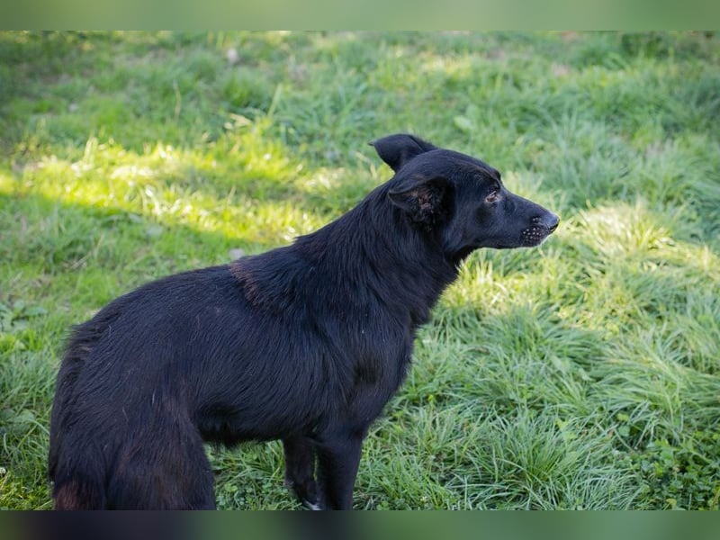 Rosie: sucht ein Zuhause