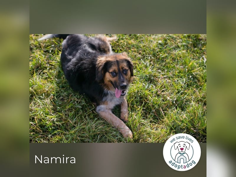 Namira: Fröhliche Traumhündin sucht liebevolles Zuhause