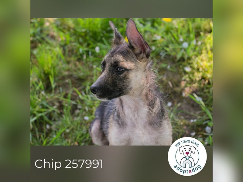 Chip 257991 sucht ein Zuhause