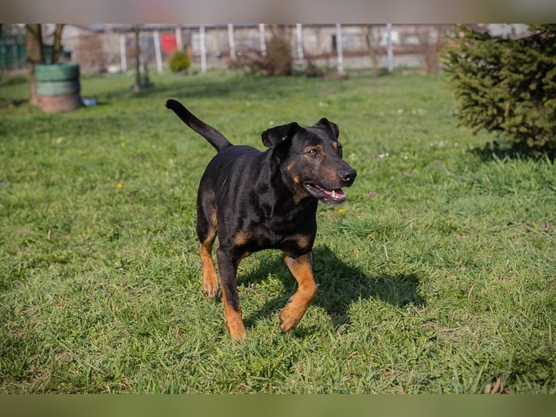 Chip 251505 (Junghund) sucht ein Zuhause