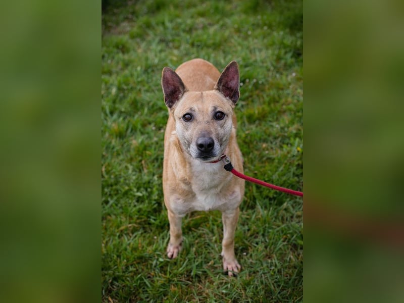 Chip 255040 sucht ein Zuhause