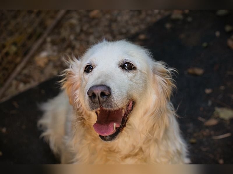 Freundliche Seniorin sucht ein Zuhause