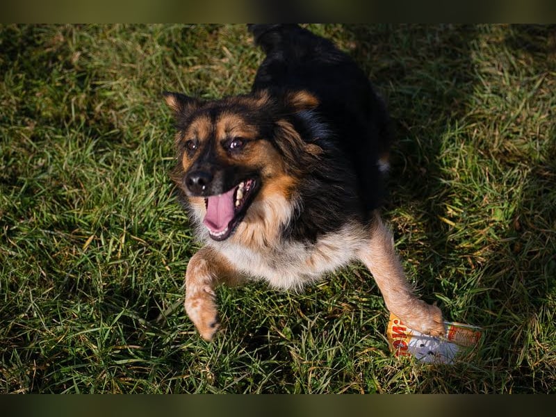 Namira: Fröhliche Traumhündin sucht liebevolles Zuhause