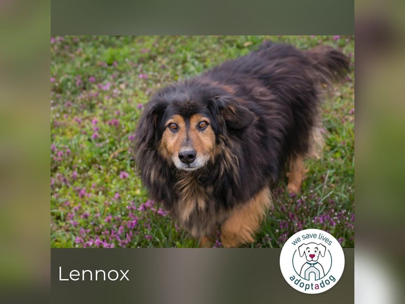 Lennox: treuer Begleiter sucht Familie