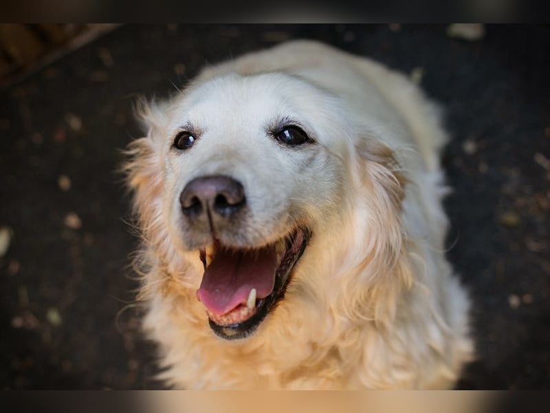 Freundliche Seniorin sucht ein Zuhause