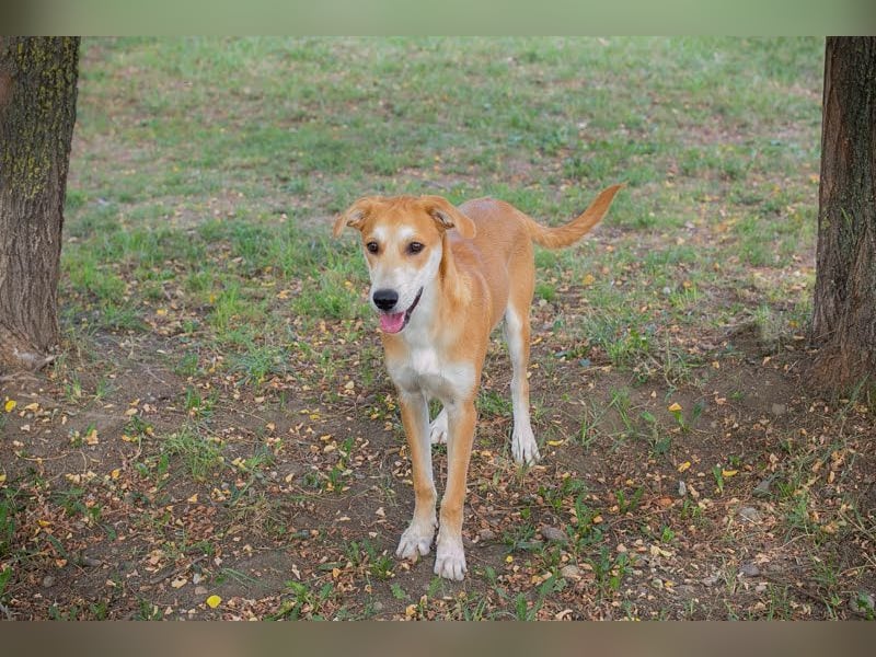 Sven: Lebensfroher Junghund