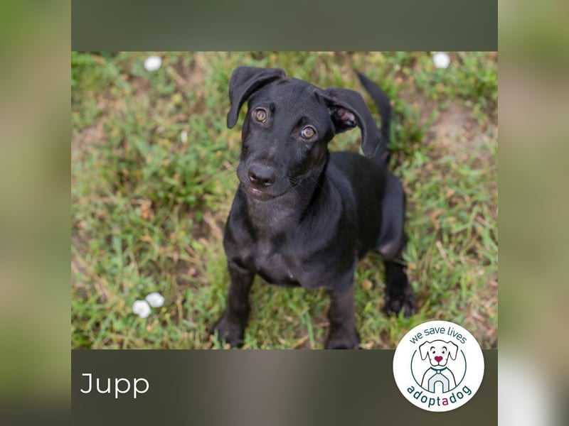 Jupp 261361 sucht DRINGEND ein zu Hause